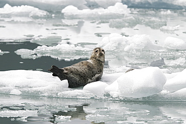 Harbor Seal (Phoca vitulina) mothers and pups on ice calved from the Sawyer Glaciers in Tracy arm, Southeast Alaska, USA. Pacific Ocean.