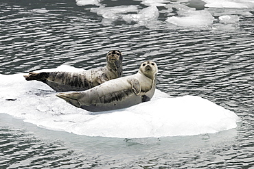 Harbor Seals (Phoca vitulina) on ice near Johns Hopkins Glacier in Glacier Bay National Park, Southeast Alaska, USA.