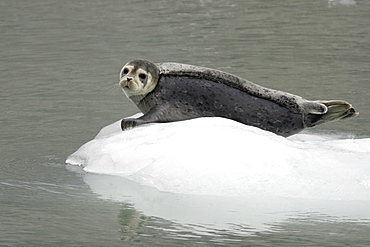 Harbor Seals (Phoca vitulina) on ice near Johns Hopkins Glacier in Glacier Bay National Park, Southeast Alaska, USA.