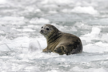 Harbor Seal (Phoca vitulina) on ice near Dawes Glacier in Endicott Arm, Southeast Alaska, USA.