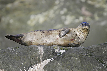 Adult harbor seal (Phoca vitulina) hauled out on a rock at low tide in Chatham Strait, Southeast Alaska, USA.