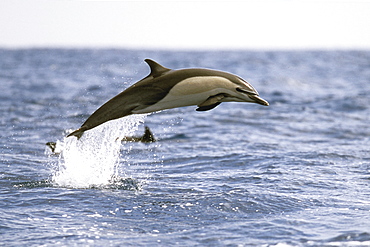 Short-beaked Common Dolphin (Delphinus delphis) leaping off the coast of San Diego, California, USA.