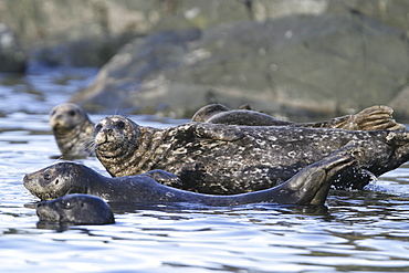 Harbor seals (Phoca vitulina) hauled out on a rock at low tide in Chatham Strait, Southeast Alaska, USA.