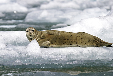 Adult harbor seal (Phoca vitulina) hauled out on ice calved from the Sawyer Glacier in Tracy Arm, Southeast Alaska, USA.