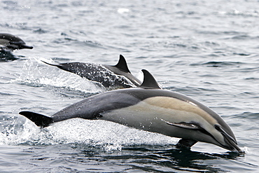 Short-beaked Common Dolphin (Delphinus delphis) leaping offshore in Santa Monica Bay, Southern California, USA. Pacific Ocean.