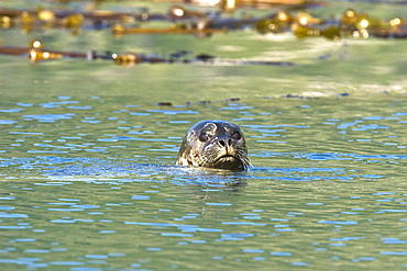 Curious harbor seal (Phoca vitulina) watching from kelp bed in the entrance to Takatz Bay on Baranof Island, Southeast Alaska, USA. Pacific Ocean.