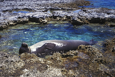 Adult Hawaiian Monk Seal (Monachus schauinslandi) resting in a tidepool on the fringing reef at Midway atoll in the Northwestern Hawaiian Islands. Pacific Ocean.