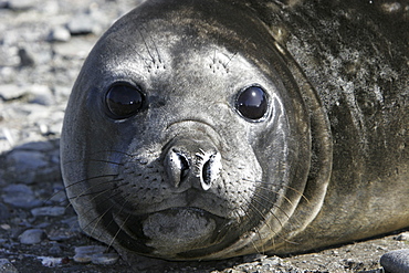 Young Southern Elephant Seal (Mirounga leonina) molting and hauled out in Antarctica.