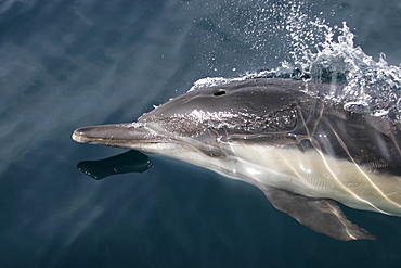 Short-beaked Common Dolphin (Delphinus delphis) surfacing offshore in Santa Monica Bay, Southern California, USA. Pacific Ocean.