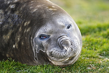 Young Southern elephant seal (Mirounga leonina) hauled out at the abandonded whaling station at Grytviken on the island of South Georgia, southern Atlantic Ocean.