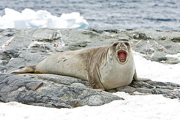 Young southern elephant seal (Mirounga leonina) on the beach on Petermann Island, Antarctica