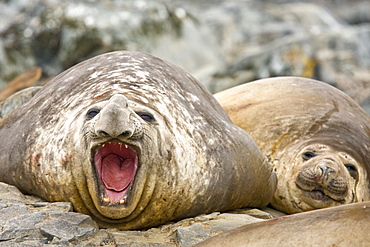 Adult bull southern elephant seal (Mirounga leonina) on the beach on Torgesen Island just outside Palmer Station in Port Arthur, Antarctica