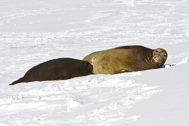 Mother and pup (nursing) southern elephant seal (Mirounga leonina) on the beach at President Head on Snow Island in the South Shetland Island Group, Antarctica