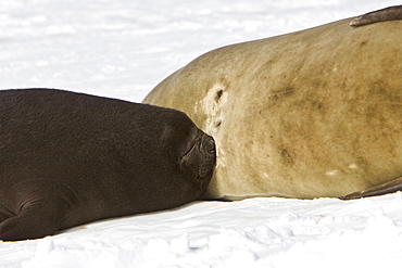 Mother and pup (nursing) southern elephant seal (Mirounga leonina) on the beach at President Head on Snow Island in the South Shetland Island Group, Antarctica