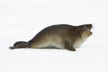 Newborn southern elephant seal (Mirounga leonina) on the beach at President Head on Snow Island in the South Shetland Island Group, Antarctica