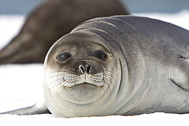 Newborn southern elephant seal (Mirounga leonina) on the beach at President Head on Snow Island in the South Shetland Island Group, Antarctica