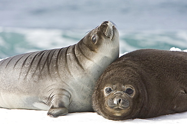 Newborn southern elephant seal (Mirounga leonina) on the beach at President Head on Snow Island in the South Shetland Island Group, Antarctica