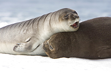 Newborn southern elephant seal (Mirounga leonina) on the beach at President Head on Snow Island in the South Shetland Island Group, Antarctica