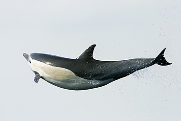 Short-beaked common dolphin (Delphinus delphis) leaping (totally airborn!) off the north shore of Catalina Island, Southern California, USA. Pacific Ocean.