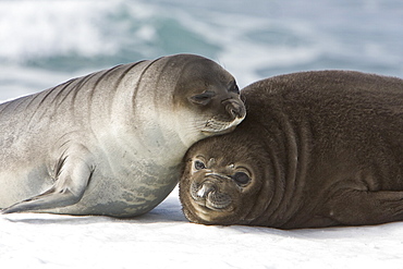 Newborn southern elephant seal (Mirounga leonina) on the beach at President Head on Snow Island in the South Shetland Island Group, Antarctica