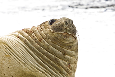 Adult bull southern elephant seal (Mirounga leonina) on the beach at President Head on Snow Island in the South Shetland Island Group, Antarctica