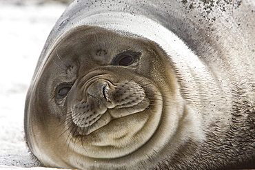 Southern elephant seal (Mirounga leonina) on the beach at President Head on Snow Island in the South Shetland Island Group, Antarctica