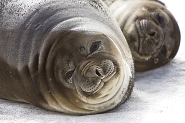 Mother and pup southern elephant seal (Mirounga leonina) on the beach at President Head on Snow Island in the South Shetland Island Group, Antarctica