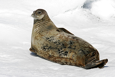 An adult Weddell seal (Leptonychotes weddellii) hauled out on an ice floe in the Weddell Sea near the Antarctic Peninsula.