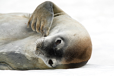 An adult Weddell seal (Leptonychotes weddellii) hauled out and resting on ice on Petermann Island near the Antarctic Peninsula.