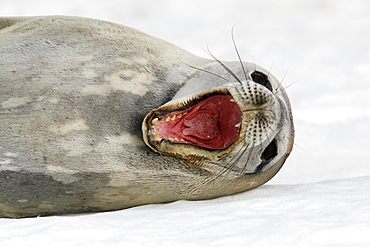 An adult Weddell seal (Leptonychotes weddellii) hauled out with mouth wide open (notice the cleft in the end of the tongue) on ice on Petermann Island near the Antarctic Peninsula.