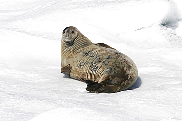 Weddell seal (Leptonychotes weddellii) hauled out on ice near the Antarctic Peninsula.