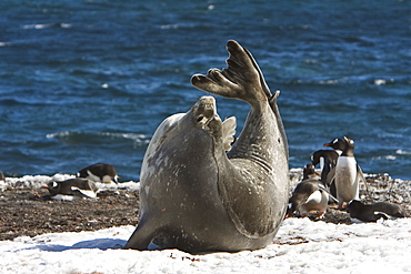 Weddell Seal (Leptonychotes weddellii) hauled out on ice on Barrentos ISland in the Aitcho Island Group, South Shetland Islands, Antarctica