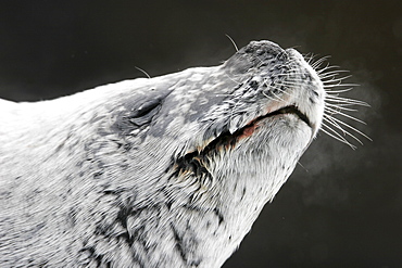 Adult Crabeater Seal (Lobodon carcinophaga) hauled out on ice near the Antarctic Peninsula.