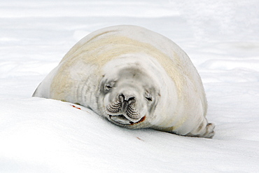 Adult crabeater seal (Lobodon carcinophaga) hauled out on an ice floe near Petermann Island near the Antarctic Peninsula.