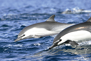 Short-beaked common dolphin pair (Delphinus delphis) leaping next to each other off the north shore of Catalina Island, Southern California, USA. Pacific Ocean.