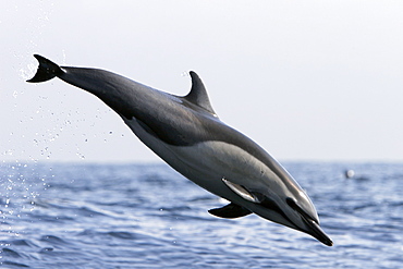 Short-beaked common dolphin (Delphinus delphis) leaping (totally airborn!) off the north shore of Catalina Island, Southern California, USA. Pacific Ocean.