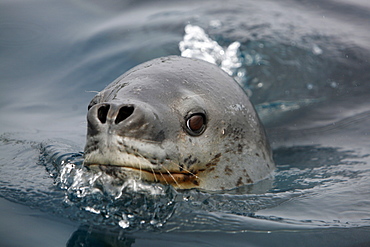 An adult Leopard Seal (Hydrurga leptonyx) surfacing in clear water near Petermann Island on the Southwest Antarctic Peninsula.