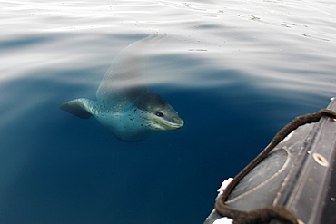 A curious adult Leopard Seal (Hydrurga leptonyx) approaching the boat in clear water near Petermann Island on the Southwest Antarctic Peninsula.