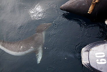 A curious adult Leopard Seal (Hydrurga leptonyx) approaching the boat in clear water near Petermann Island on the Southwest Antarctic Peninsula.