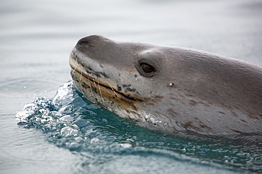 An adult Leopard Seal (Hydrurga leptonyx) surfacing in clear water near Petermann Island on the Southwest Antarctic Peninsula.