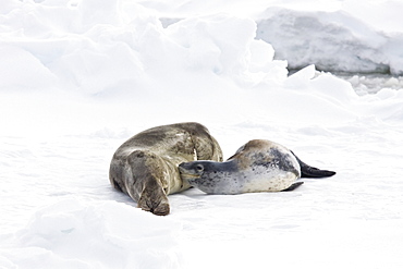 A mother and nursing newborn pup leopard seal (Hydrurga leptonyx) hauled out on ice floes, Antarctica.