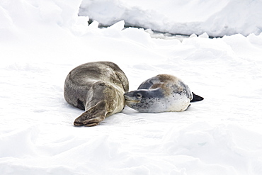 A mother and nursing newborn pup leopard seal (Hydrurga leptonyx) hauled out on ice floes, Antarctica.