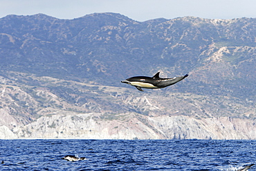 Short-beaked common dolphin (Delphinus delphis) leaping (totally airborn!) off the north shore of Catalina Island, Southern California, USA. Pacific Ocean. Restricted Resolution (Please contact us)