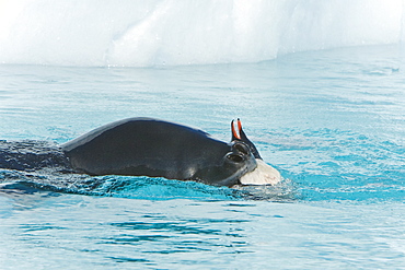 An adult leopard seal (Hydrurga leptonyx) among the icebergs at Cierva Point on the Danco Coast, Antarctica