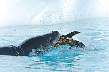 An adult leopard seal (Hydrurga leptonyx) among the icebergs at Cierva Point on the Danco Coast, Antarctica