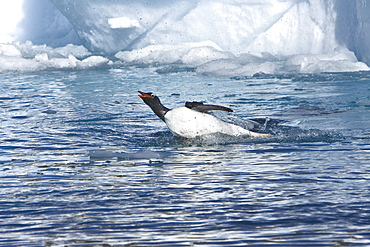 An adult leopard seal (Hydrurga leptonyx) among the icebergs at Cierva Point on the Danco Coast, Antarctica