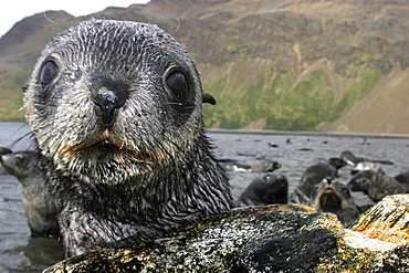 Antarctic Fur Seal (Arctocephalus gazella) on the island of South Georgia, southern Atlantic Ocean.