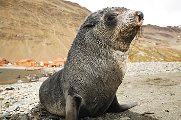 Antarctic fur seal (Arctocephalus gazella) pup at the abandonded whaling station at Stromness on the island of South Georgia, southern Atlantic Ocean.