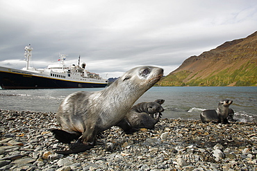 Antarctic fur seal (Arctocephalus gazella) pups in front of the National Geographic Endeavour at the abandonded whaling station at Stromness on the island of South Georgia. Atlantic Ocean.