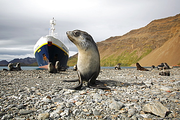 Antarctic fur seal (Arctocephalus gazella) pups in front of the National Geographic Endeavour at the abandonded whaling station at Stromness on the island of South Georgia, southern Atlantic Ocean.